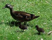 mother duck with ducklings