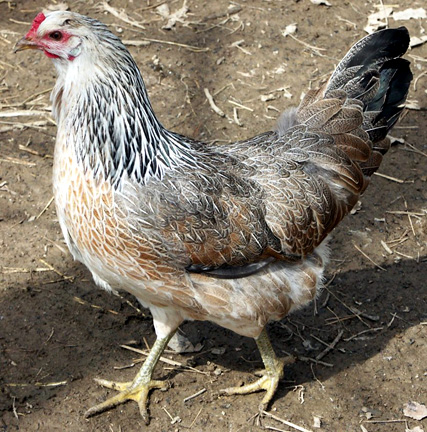 White, black, grey and brown hen feeding in enclosure