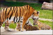 tiger with cubs